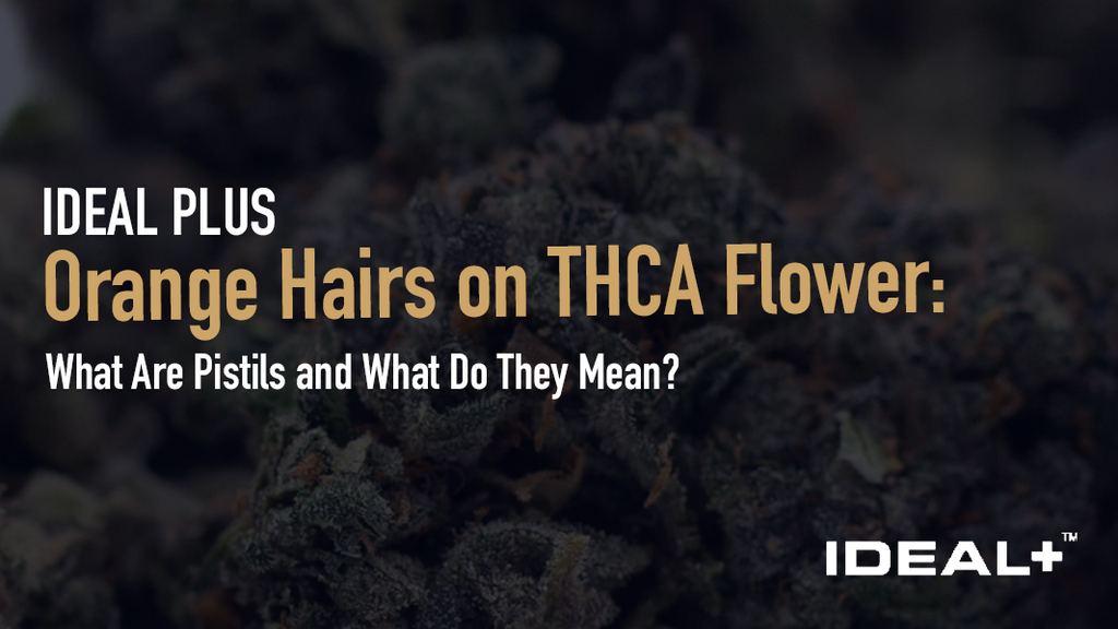 Learn what pistils are, why they change color, and what they reveal about potency, maturity, and quality in this complete visual guide.