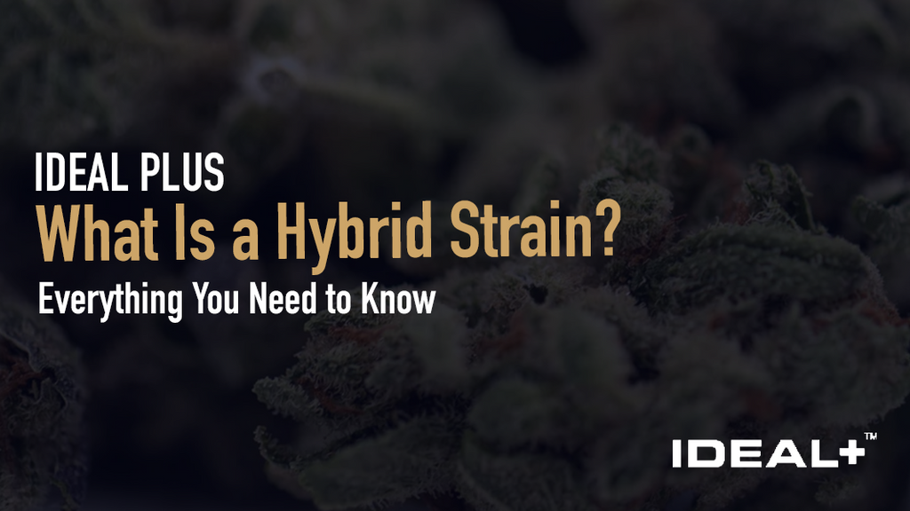 Learn what a hybrid strain is, how hybrids are made, and how to choose the best hybrid THCA flower for your needs. Shop third-party tested strains at Ideal Plus.