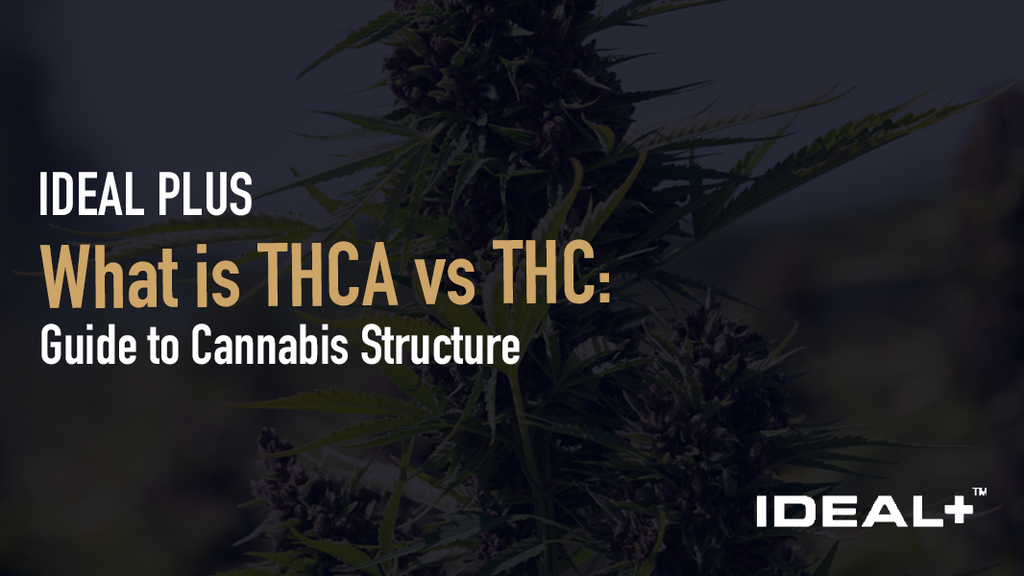 What is THCA vs THC