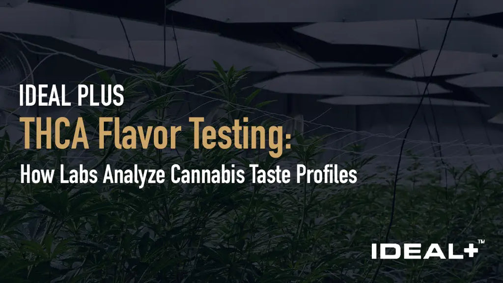 THCA Flavor Testing