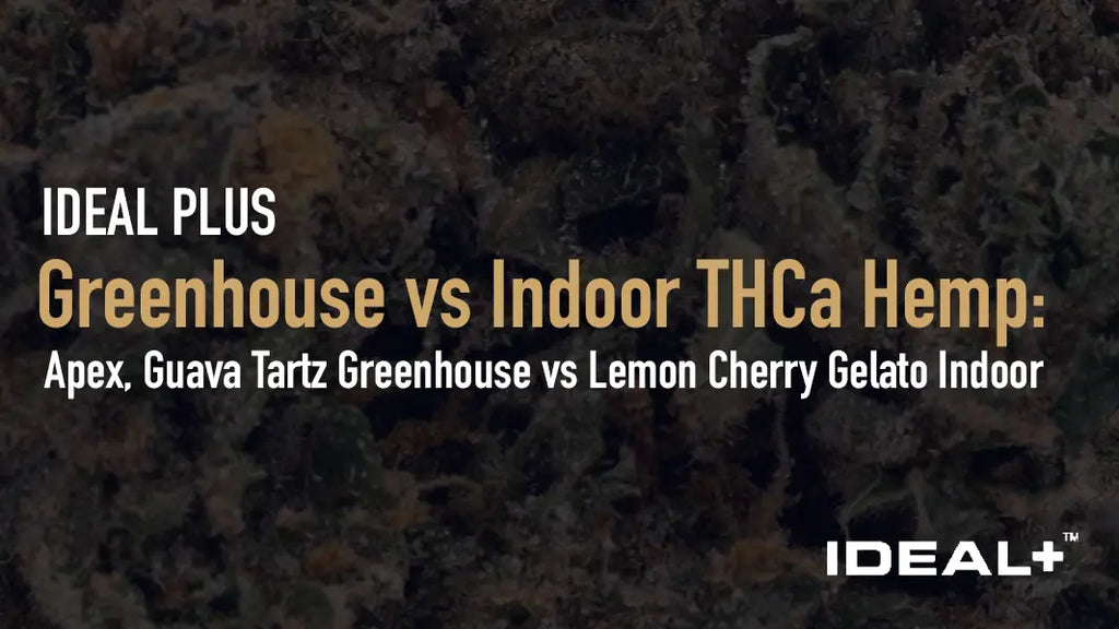 Greenhouse vs Indoor THCa Hemp: Apex Guava Tartz Greenhouse vs Lemon Cherry Gelato Indoor