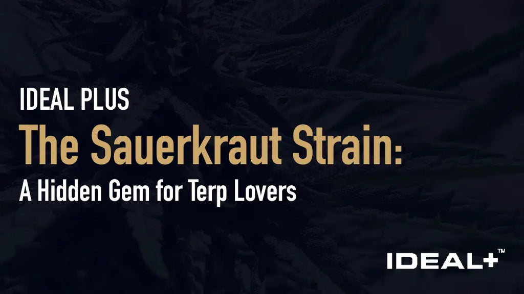 The Sauerkraut Strain: A Hidden Gem for Terp Lovers