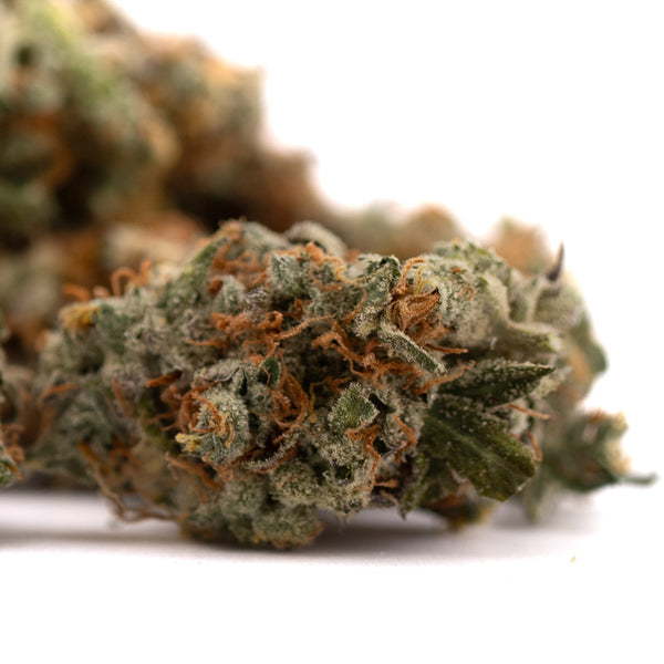 GMO Kush Indoor THCa Flower - Plants