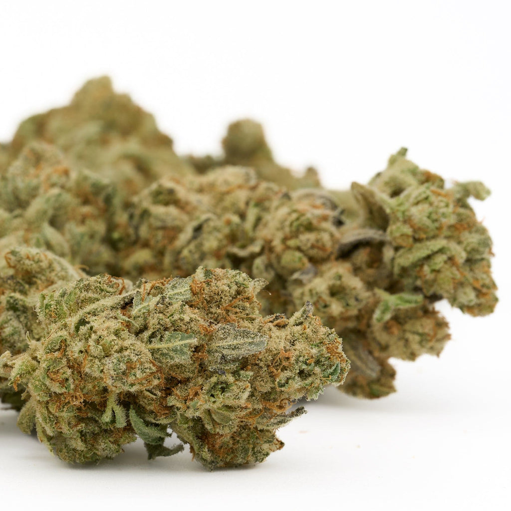 Green and orange cannabis buds of Grizzly Gas Indoor THCa Flower - 5 gram