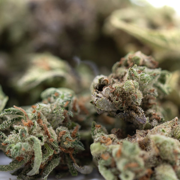 Purple-green Mega Gummie Bearz THCa flower bud with trichomes