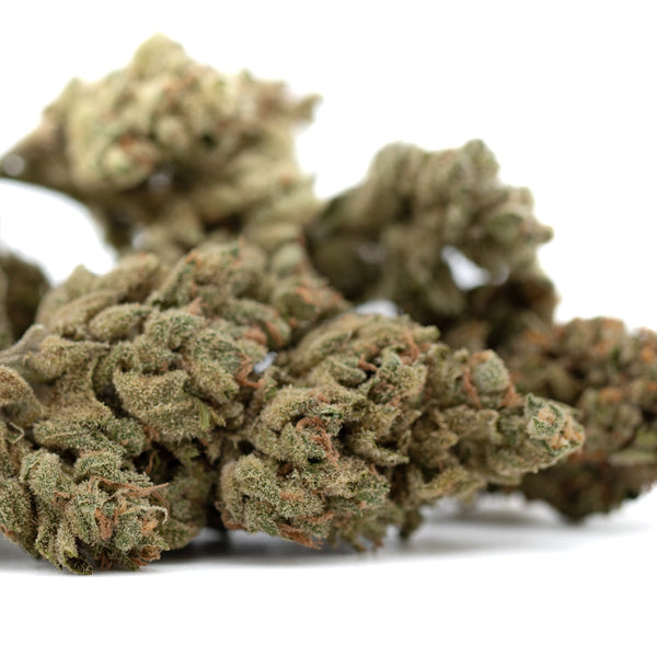 Premium TriCross THCa Flower: Exotic Three-Way Genetics Bud